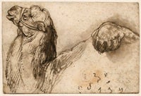 Study of a Camel