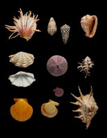 Shells, Sea Urchins, Coral