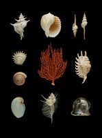 Shells, Sea Urchins, Coral