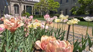 closeup of flowers in bloom