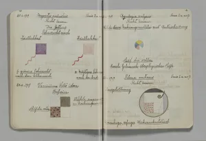 Page of a notebook featuring abstract botanical studies, geometric diagrams, and German text
