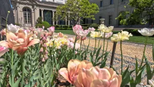 closeup of flowers in bloom