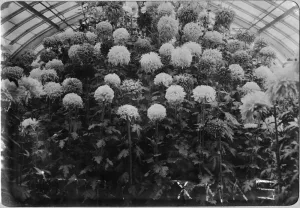 black and white photograph of a large mass of tall chrysanthemums growing in a greenhouse