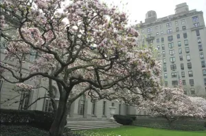 Link to video of magnolia tree time lapse
